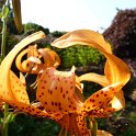Lilium pseudotigrinum fleur